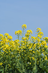 Yellow Canola Flowers in Full Bloom against Blue Sky in Spring