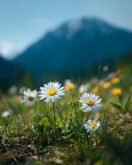 Daisies Growing in Meadow with Mountain Background in Bright Natural Light