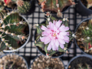 Gymnocalycium mihanovichii with flower or pink cactus flower in the garden