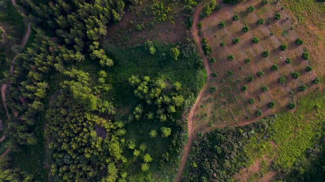 Aerial Drone Top Down View Of Forest Trails, Fields And Farmland On Kassandra Peninsula, Halkidiki, Greece.