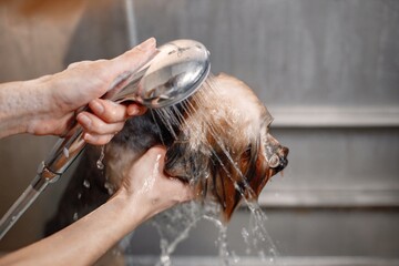 Yorkshire terrier getting washed by the female groomer