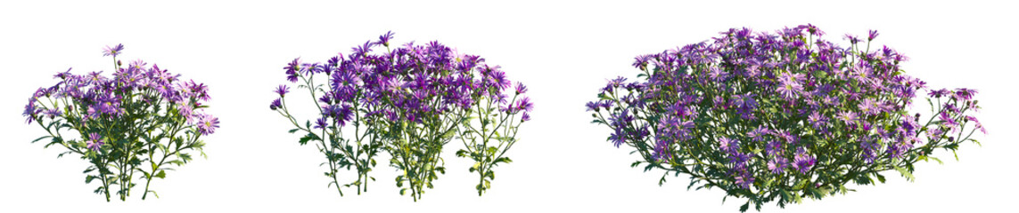 Set of Brachyscome angustifolia (or the native daisy/swan river daisy) isolated png on a...