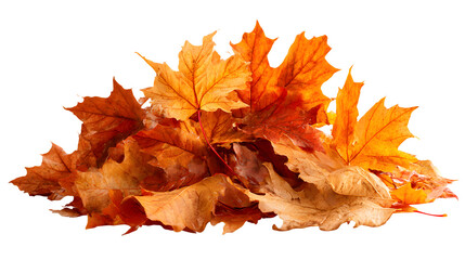 Fallen maple leaves in warm tones on forest floor