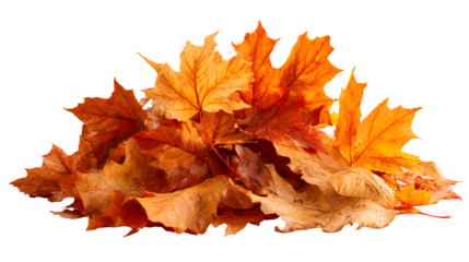 Fallen maple leaves in warm tones on forest floor