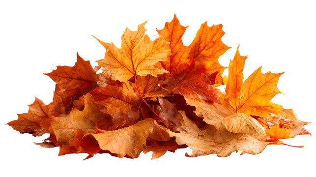 Fallen maple leaves in warm tones on forest floor