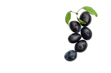 Fresh black plum branch with green leaves isolated on white background