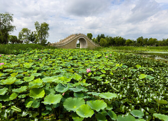 Lotus and stone arch bridge behind at Zhangze Lake, a National Wetland Park in Changzhi, shanxi, China, offering visitors green wonderland and a pleasant environment. 