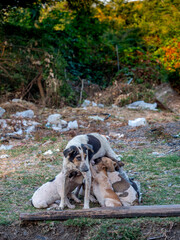 A Mother's Love Amidst the Rubble