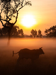 Morning Piss: Buffalo Silhouette Amidst Fog and Sunrise