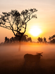 Misty Sunrise Cow Silhouette in Rural Landscape