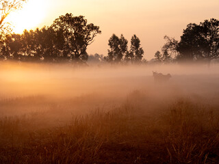 Two Cow Silhouettes in Golden Morning Field