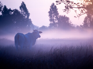 Purple Dawn in the Rice Field