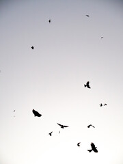 Flock of Birds in Flight