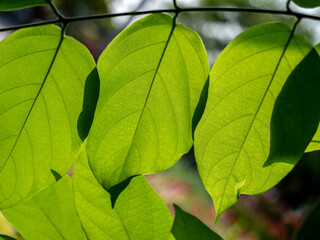 Luminous Green Leaves Backlit by Sunlight