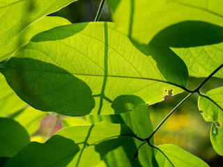 Sunlight Filtering Through Verdant Leaves