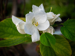 Pure White Ga-long Flowers (Bauhinia acuminata)