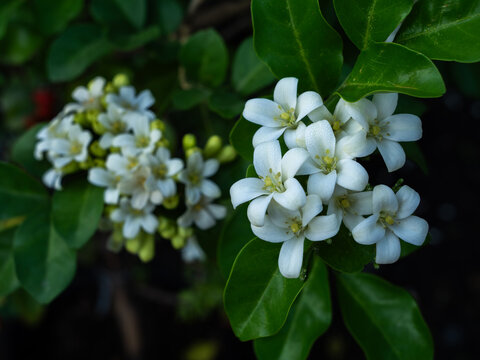 The Fragrant White Kamini Blooms