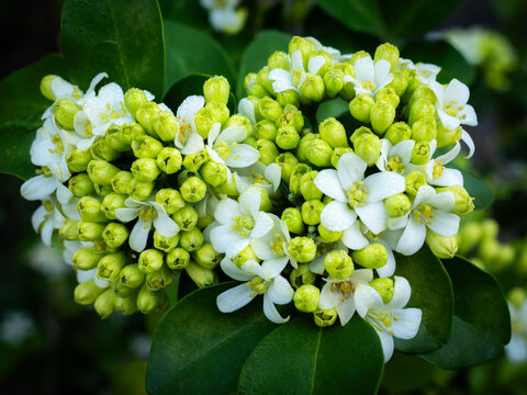 Abundant Kamini Buds and Blooms