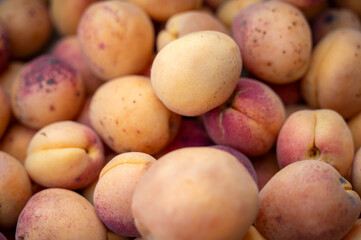 A close-up view of fresh, ripe apricots stacked together.