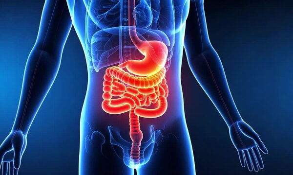 Human digestive system anatomy illustration
