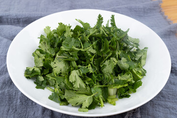 Fresh green coriander