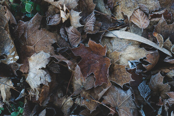 Frosted Autumn Leaves 