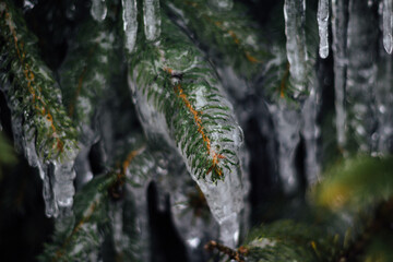 Frozen Evergreen Branch Close-Up 