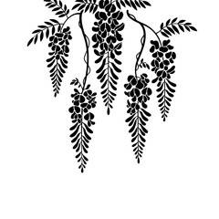 Black silhouette of wisteria flowers isolated on transparent background