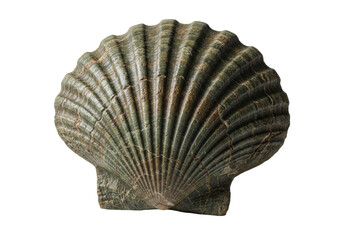 Obraz premium Primordial, heavily mineralized bivalve shell, deep earthy greens, muted browns, crystalline, petrified stone texture, isolated on transparent with copy space, soft light, concept of ancient