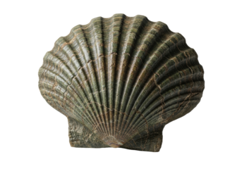 Primordial, heavily mineralized bivalve shell, deep earthy greens, muted browns, crystalline, petrified stone texture, isolated on transparent with copy space, soft light, concept of ancient