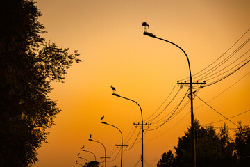 Obraz premium Several storks are standing on traffic street lamps