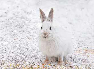 White snowshoe hare or Varying hare closeup in a Canadian winter.