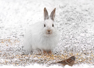 White snowshoe hare or Varying hare closeup in a Canadian winter.