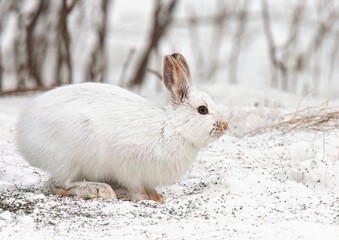 White snowshoe hare or Varying hare closeup in a Canadian winter.
