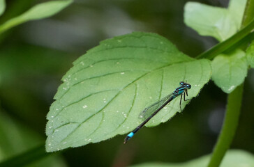 a blue-tailed damselfly (ischnura elegans) with blue and black markings perched on a large green leaf