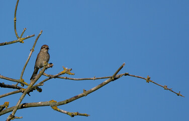 a red-backed shrike (lanius collurio) perched on a branch against a clear blue sky