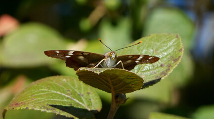 a poplar admiral butterfly (limenitis populi) with its wings spread out on a green leaf