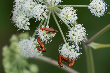 red and black soldier beetles (rhagonycha fulva) mating on white umbellifer flowers