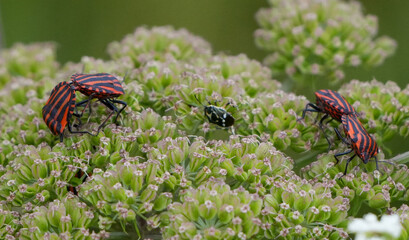 a group of red and black striped shield bugs (graphosoma lineatum) mating on a green plant