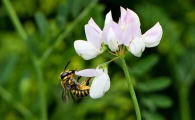 a european wool carder bee (anthidium manicatum) hanging upside down from a pink and white flower