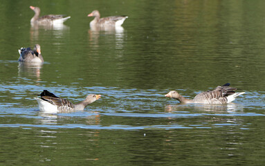 two greylag geese (anser anser) looking at each other while swimming in a pond on a sunny day