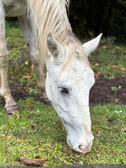 Caballo blanco pastando