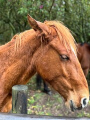 Caballo Colorado con ojos cerrados