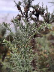 Mata en Bosque hormosa