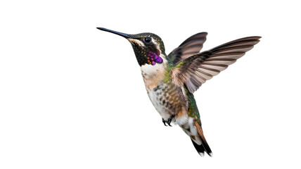 Fototapeta premium Close up of a colorful hummingbird in mid flight with wings spread wide showcasing intricate feather details isolated on transparent background