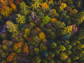 Colorful Autumn Forest from Above 