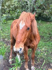 Yegua colorada con orejas ariscadas