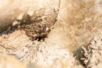 Small crab camouflaged on dry cracked earth in natural environment