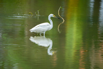 Obraz premium great egret wading through shallow water with catching a fish at wetland.