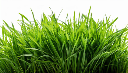 hi resolution image of fresh green grass isolated against a transparent background